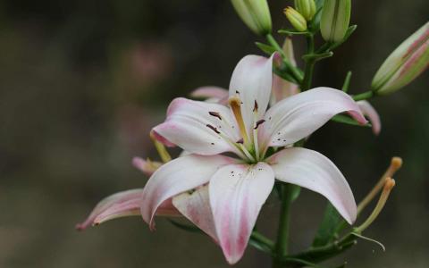 百合花图片 _ 第(9)张