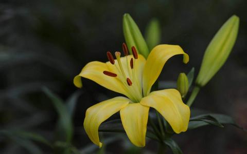 百合花图片 _ 第(10)张