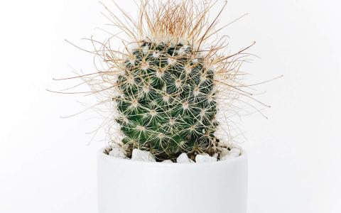 简约小清新植物盆栽高清电脑桌面壁纸图片大全第0张