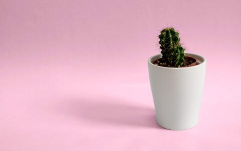 简约小清新植物盆栽高清电脑桌面壁纸图片大全第4张