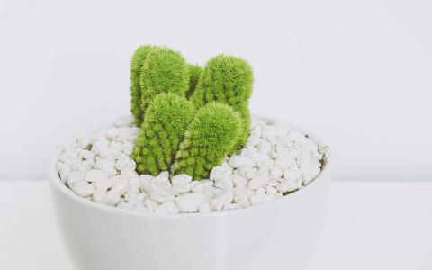 简约小清新植物盆栽高清电脑桌面壁纸图片大全第6张