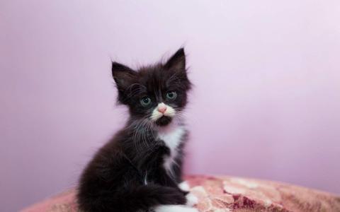 小猫图片 _ 第(1)张