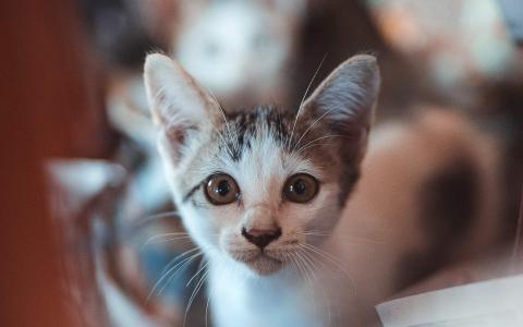 小猫图片 _ 第(3)张