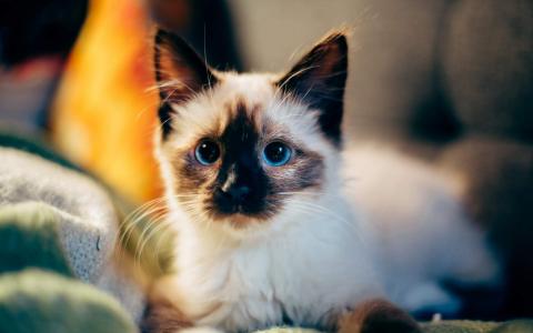 小猫图片 _ 第(5)张
