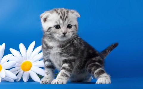 小猫图片 _ 第(6)张
