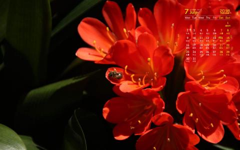 君子兰第6张