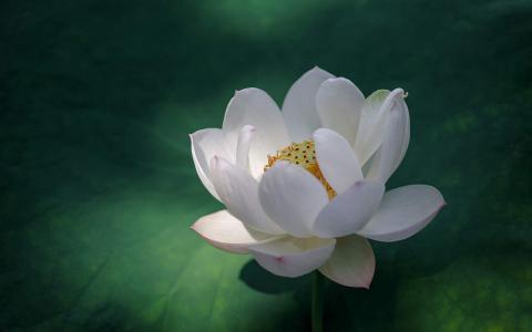荷花图片图片 _ 第(9)张