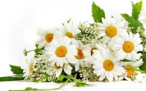菊花图片 _ 第(1)张