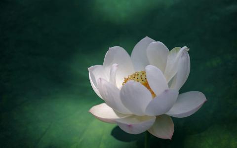 荷花图片图片 _ 第(11)张