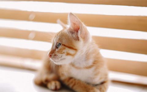 小奶猫图片 _ 第(2)张