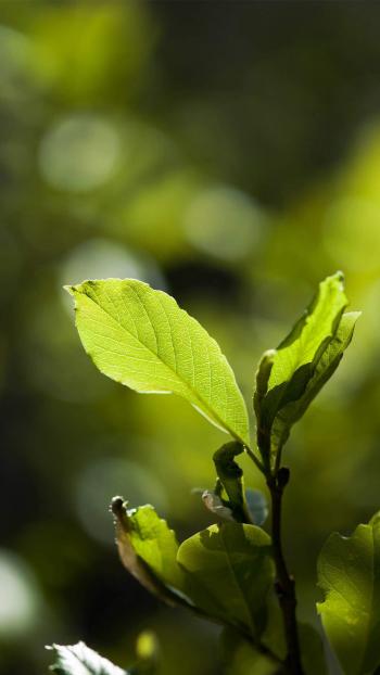 超清护眼绿色植物图片手机壁纸第1张