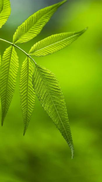 超清护眼绿色植物图片手机壁纸第2张