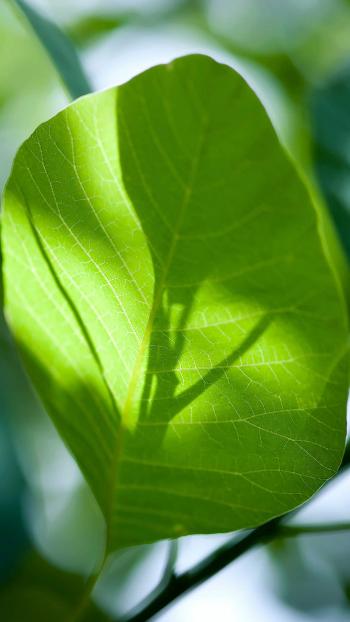 超清护眼绿色植物图片手机壁纸第6张