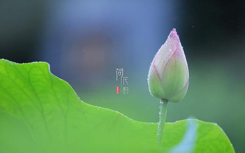 夏日荷花唯美高清图片桌面壁纸第5张