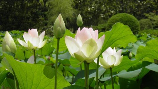 荷花图片图片 _ 第(4)张