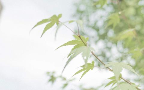 秋日日系小清新风景高清手机壁纸第4张