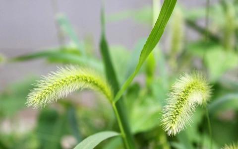 绿色植物图片 _ 第(6)张