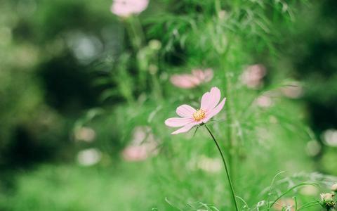 日系小清新图片 _ 第(2)张