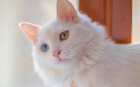 90后性感小猫咪写真第2张