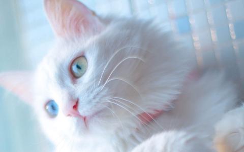 90后性感小猫咪写真第5张