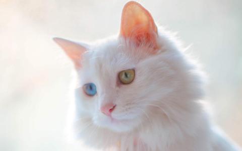 90后性感小猫咪写真第6张