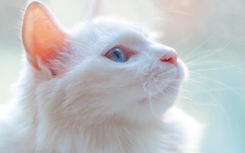 小猫图片 _ 第(8)张