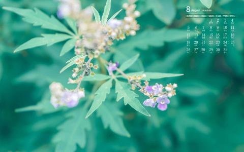 绿色植物图片 _ 第(6)张