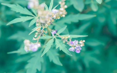 绿色植物图片 _ 第(6)张
