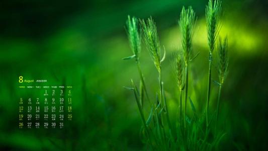 绿色植物图片 _ 第(1)张