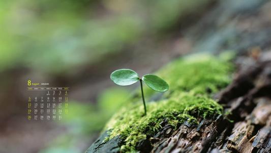 清新桌面图片 _ 第(4)张