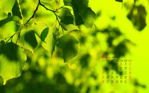 可爱的小雏菊小清新桌面壁纸第2张