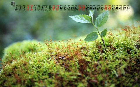 绿色植物图片 _ 第(6)张