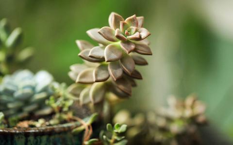 多肉植物图片 _ 第(2)张
