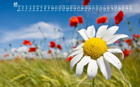 2018年8月雏菊花卉图片日历壁纸第4张