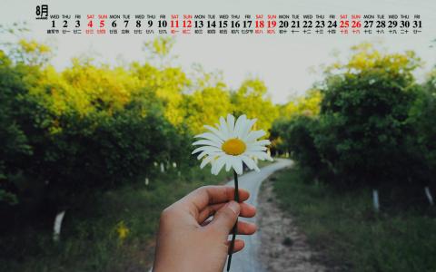 2018年8月雏菊花卉图片日历壁纸第6张
