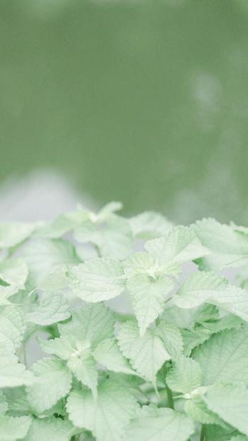护眼自然手机绿色壁纸图片第5张