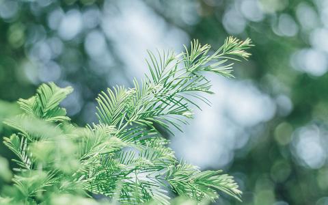 绿色植物图片 _ 第(4)张