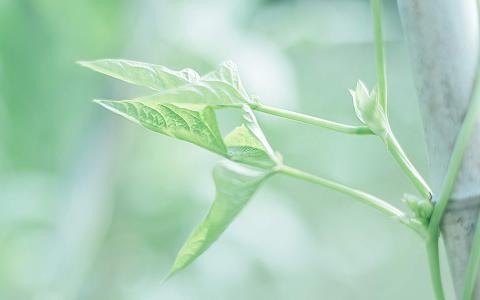 绿色植物图片 _ 第(9)张