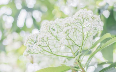 绿色植物图片 _ 第(1)张