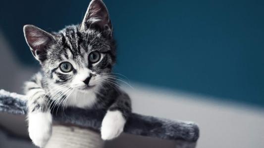 高清最新卡通电脑pc小动物猫咪图片桌面电脑壁纸第0张