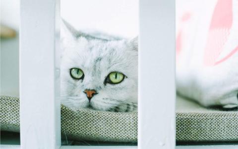 超可爱小猫图片高清手机壁纸第0张
