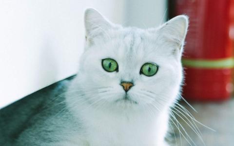 超可爱小猫图片高清手机壁纸第4张