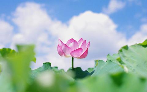 荷花图片图片 _ 第(8)张