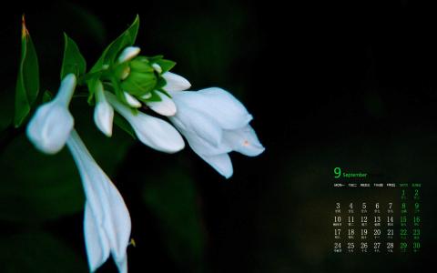 小清新植物嫩芽图片桌面壁纸第2张
