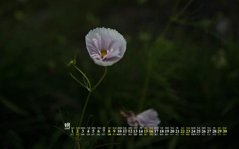 绿色植物图片 _ 第(2)张