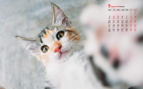 可爱猫咪图片图片 _ 第(7)张