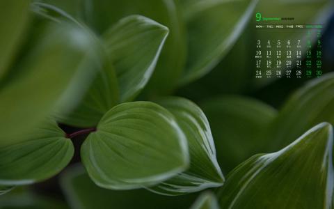 绿色植物图片 _ 第(3)张