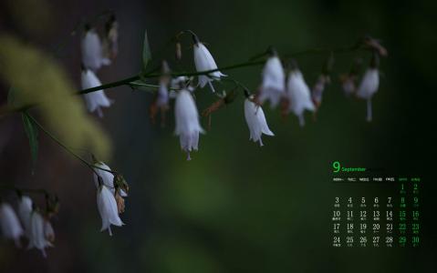 绿色植物图片 _ 第(4)张