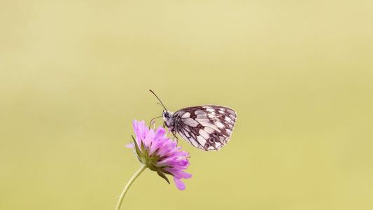 2017年5月清新绿色护眼植物瓢虫日历壁纸第1张