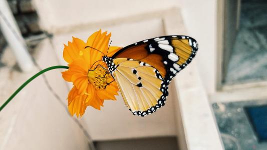 2017年5月清新绿色护眼植物瓢虫日历壁纸第4张